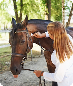 Vet examining horse